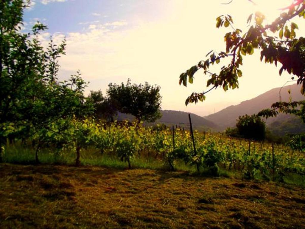 Agriturismo Brasino Фоздіново Номер фото